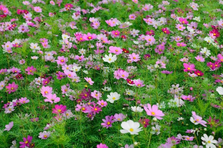 16 Self-Seeding Plants That Volunteer to Keep Your Garden Growing