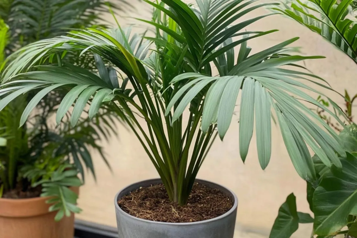 Sentry Palm (Howea belmoreana)