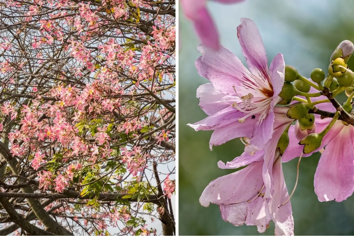 Silk Floss Tree (Ceiba speciosa)