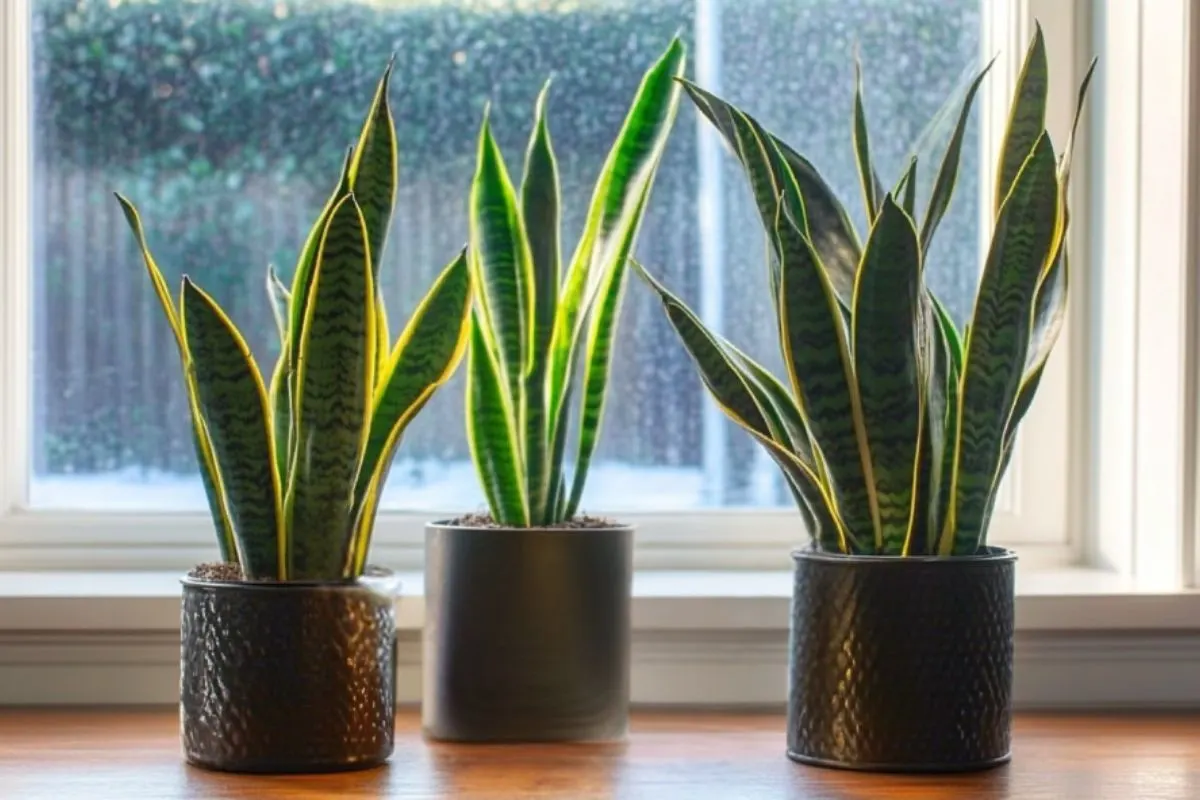 Snake plants (Sansevieria) in pots