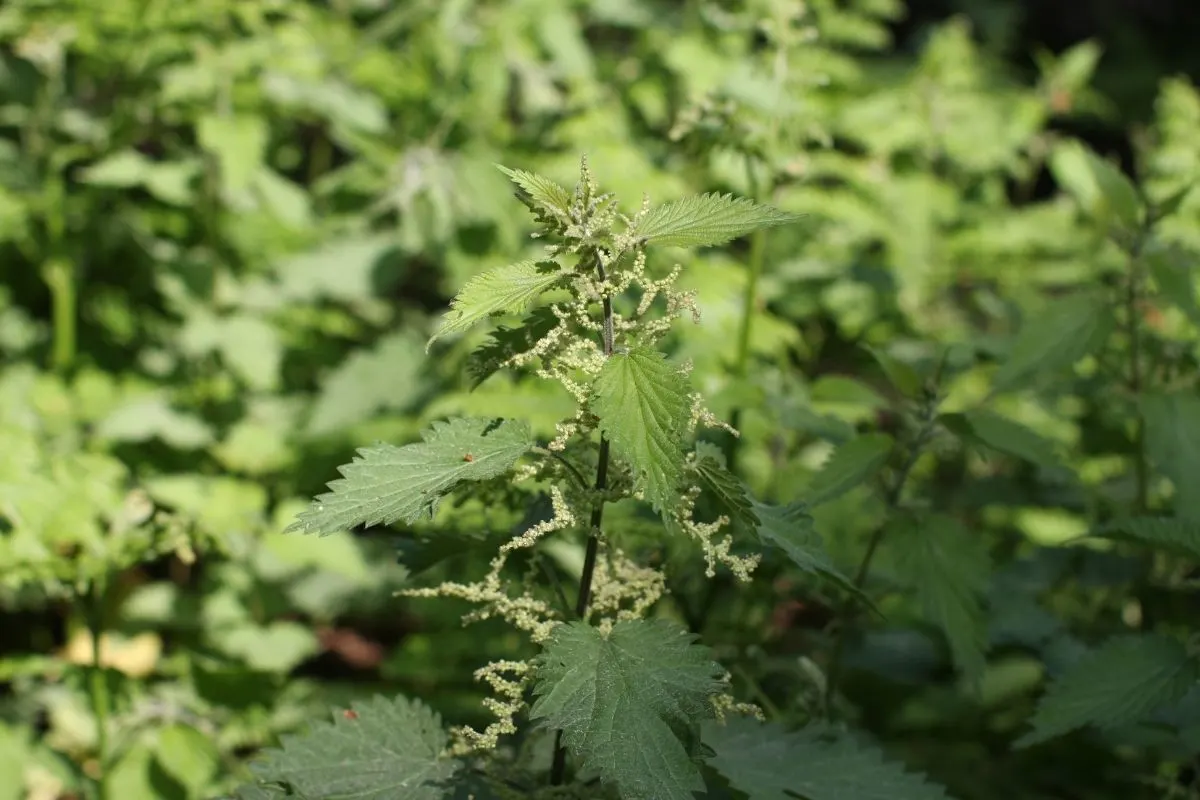 Stinging Nettle (Urtica dioica)