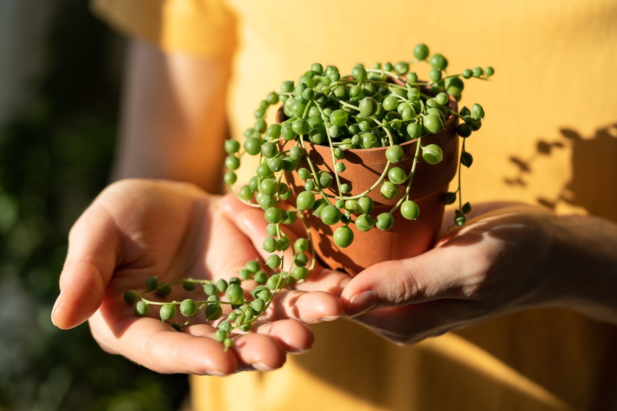 String of Pearls (Senecio rowleyanus)