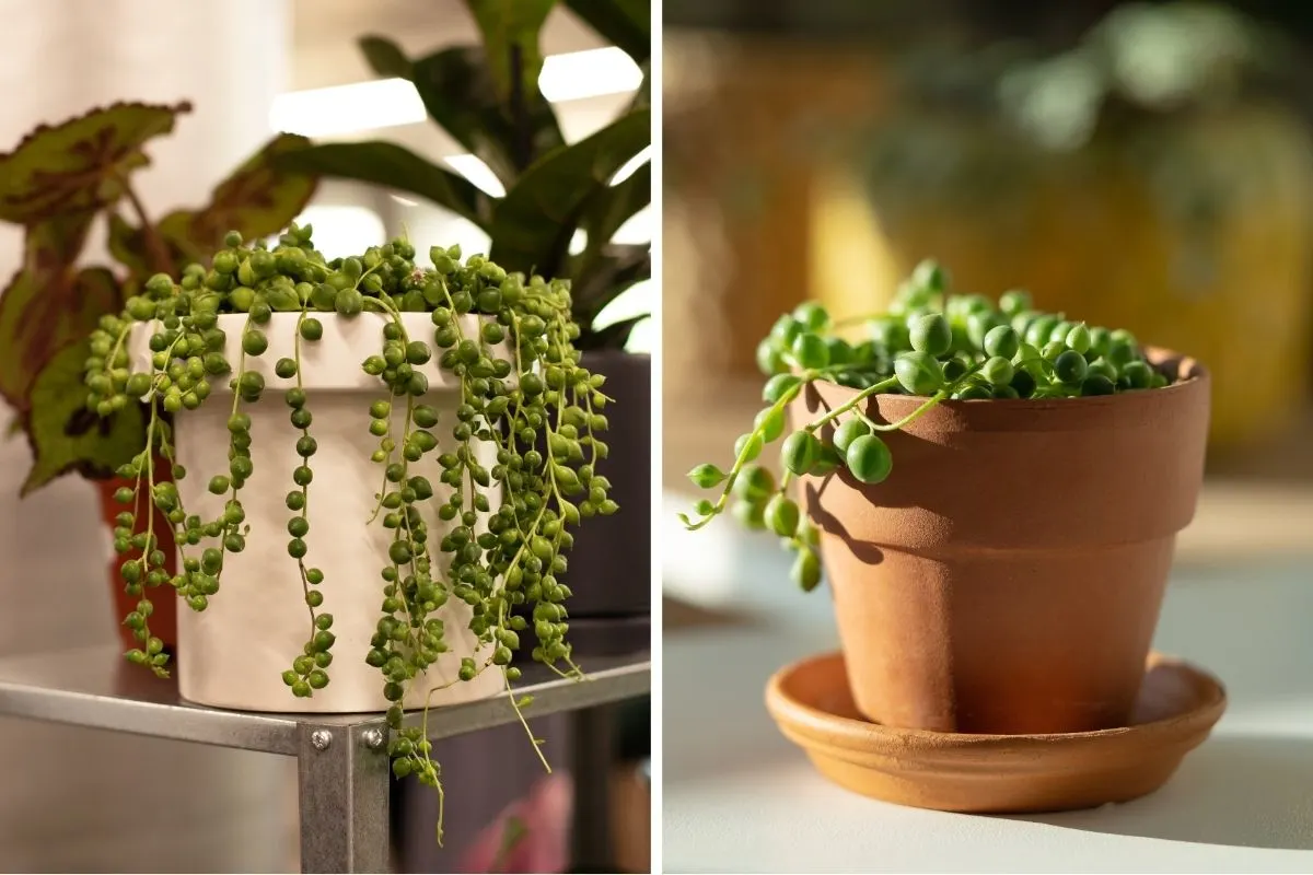 String of Pearls