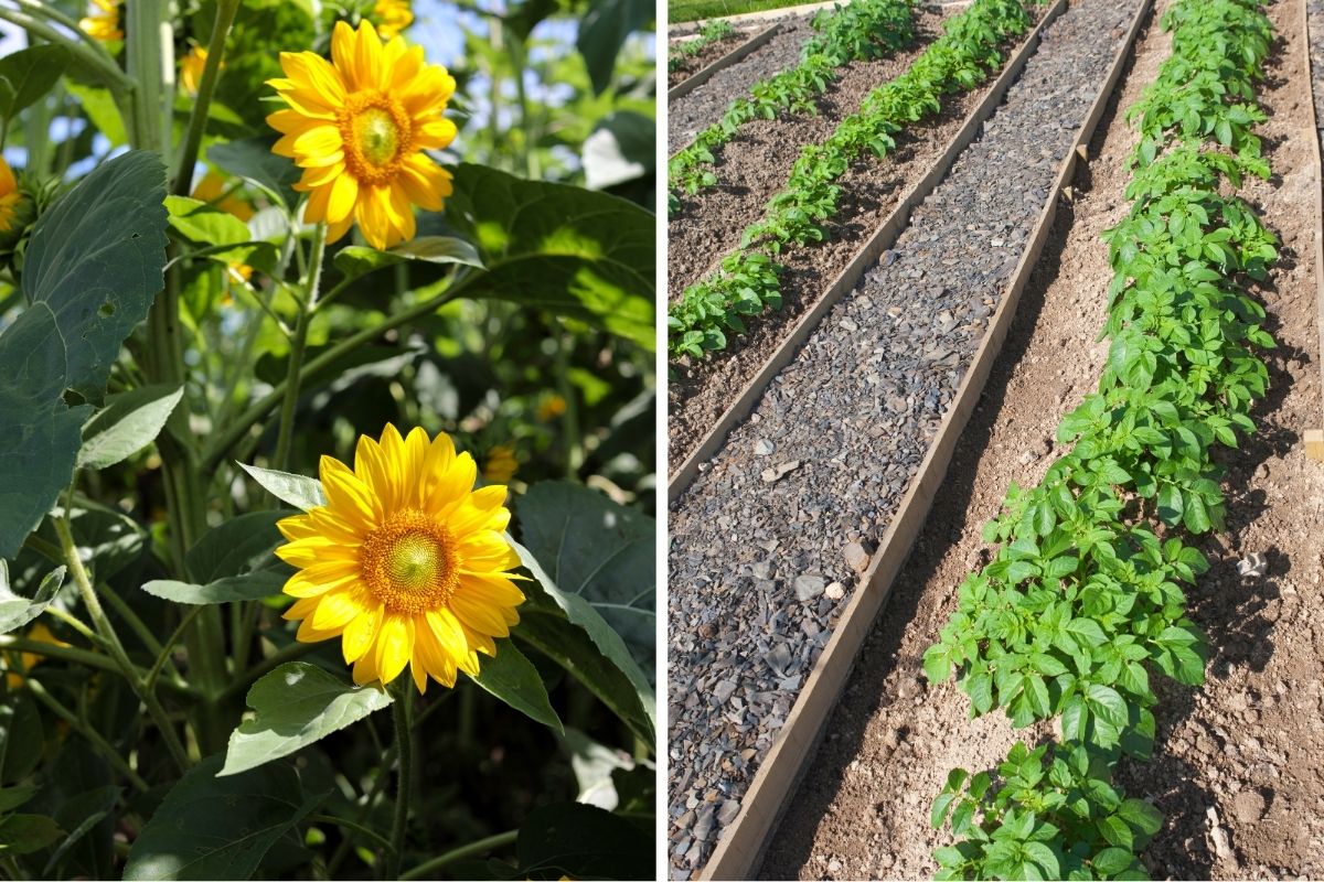 Sunflowers and Potatoes