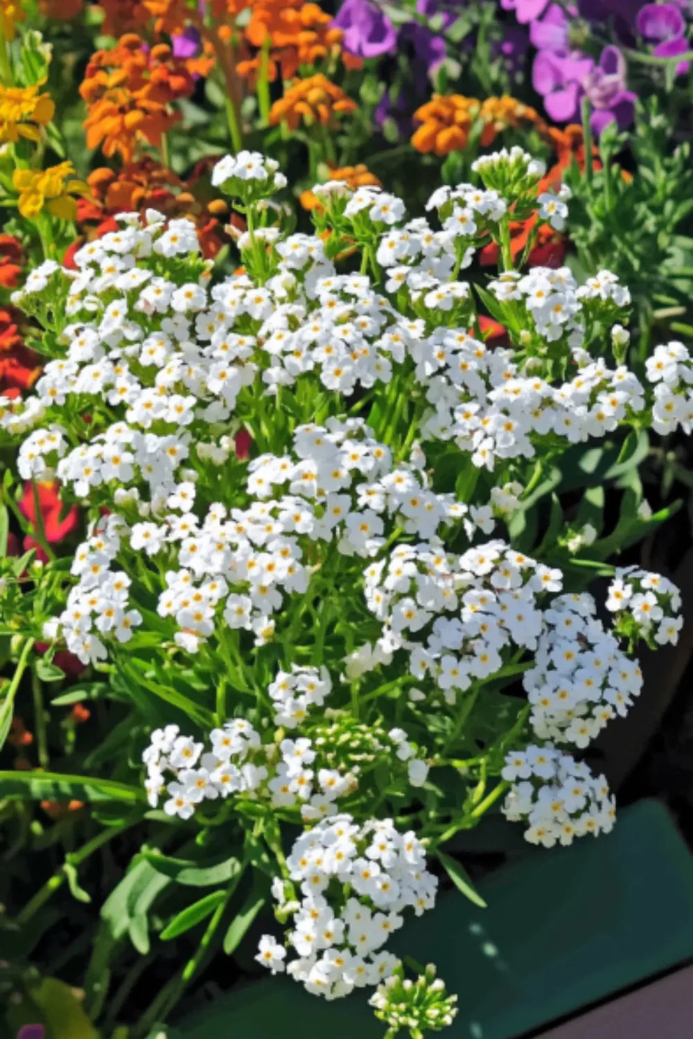 Sweet Alyssum