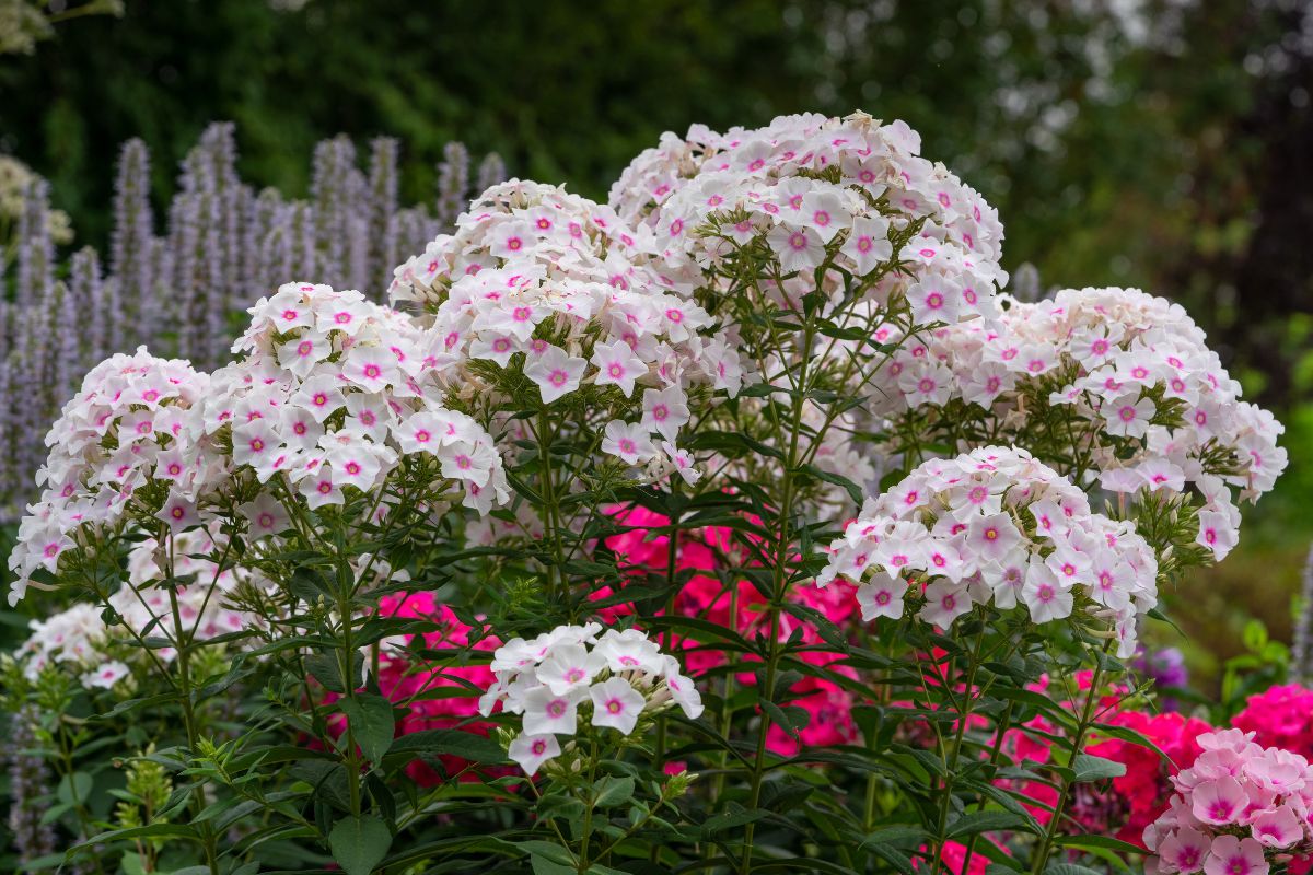 Tall Phlox