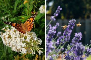 The 10 Best Plants for Attracting Bees and Butterflies to Your Garden