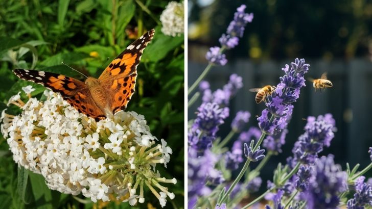 The 10 Best Plants for Attracting Bees and Butterflies to Your Garden