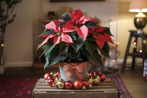 The 6 Best Indoor Plants for the Holiday Season (That Double as Gifts!)