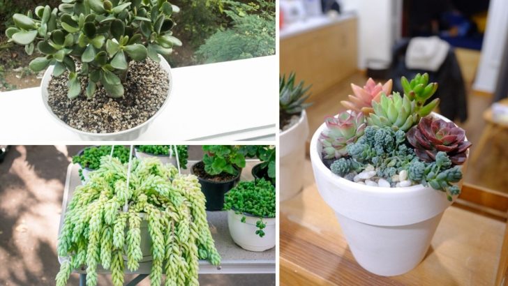 8 Best Succulents to Turn Around Your ‘Bad Luck’ With Houseplants