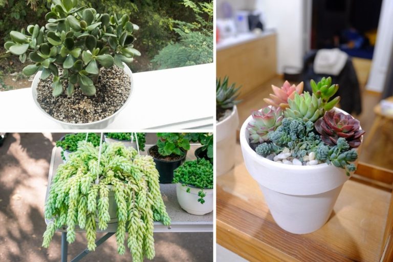 8 Best Succulents to Turn Around Your ‘Bad Luck’ With Houseplants