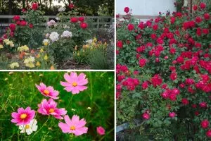 These 7 Annuals Are the Ideal Partners for Your Roses