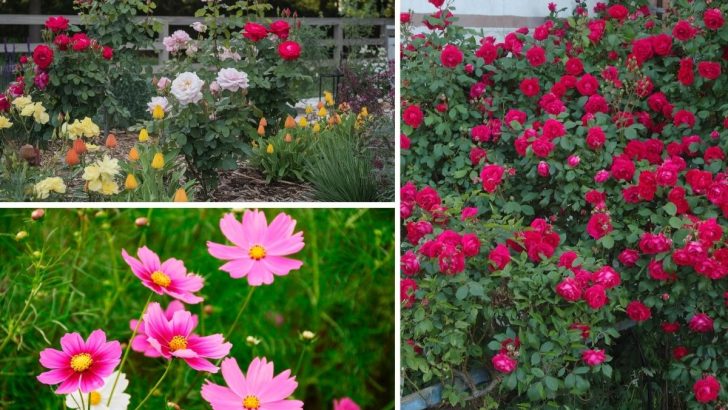 These 7 Annuals Are the Ideal Partners for Your Roses