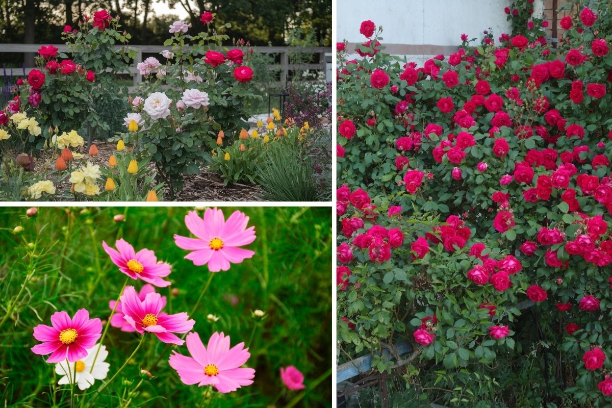 These 7 Annuals Are the Ideal Partners for Your Roses