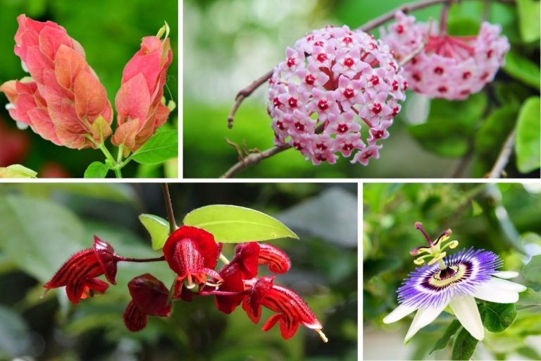 10 Tropical Plants Will Flourish Indoors (Even If It’s Too Cold Outside)