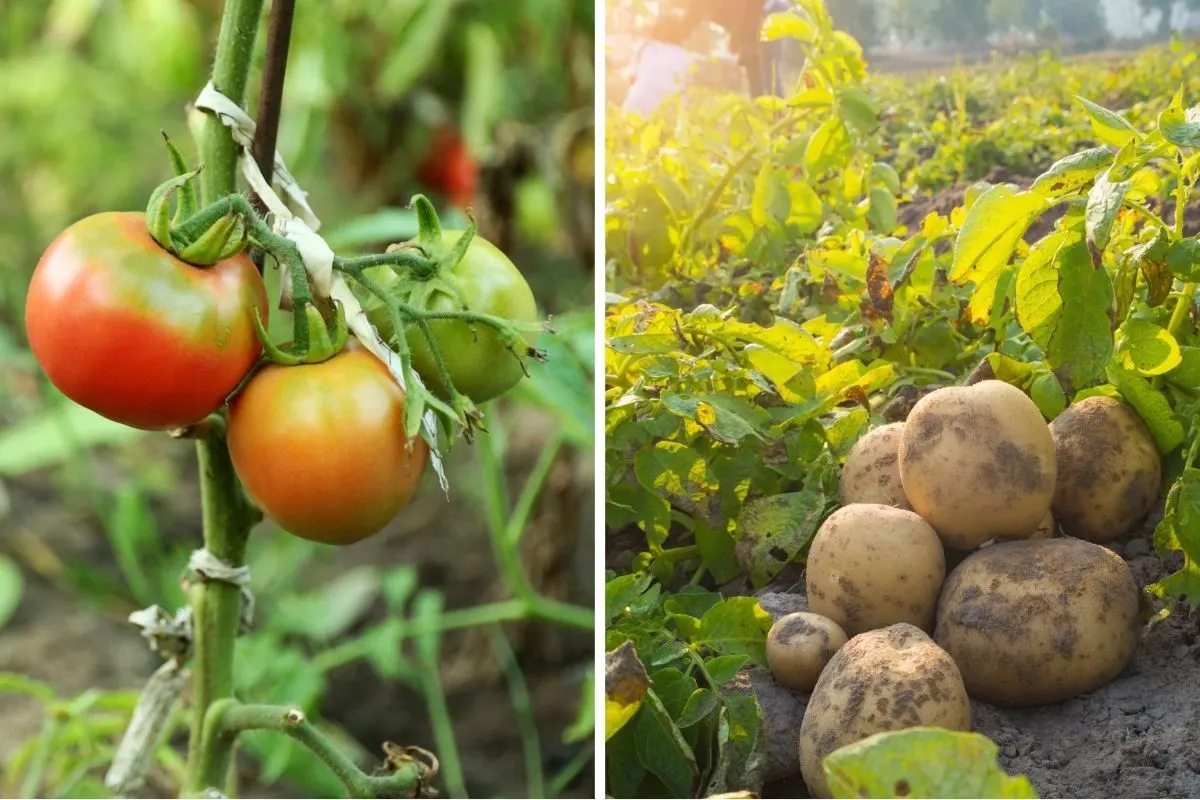 Tomatoes and Potatoes