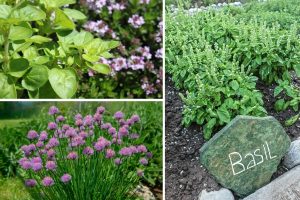 Top Plants to Pair with Basil for a Healthier, More Productive Garden