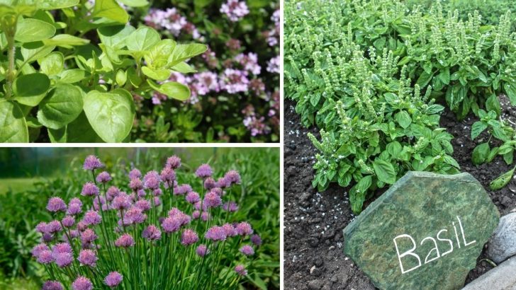 Top 8 Plants to Pair with Basil for a Healthier, More Productive Garden