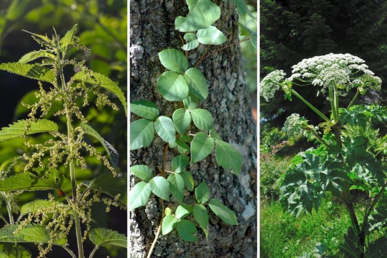 Avoid Touching These 7 Plants That Can Cause Serious Harm