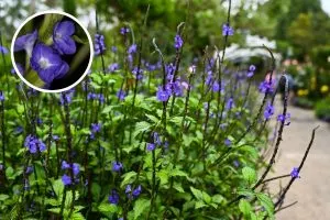 Transform Your Garden with the Stunning Colors of Porterweed Plants