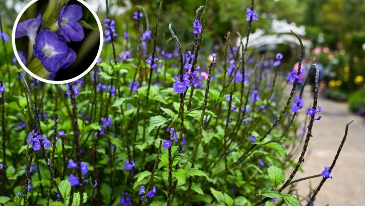 Transform Your Garden with the Stunning Colors of Porterweed Plants