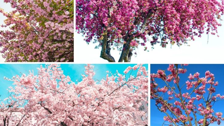 11 Trees With Pink Flowers for Your Yard or Garden