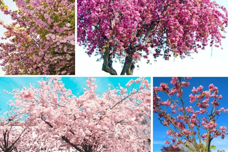 11 Trees With Pink Flowers for Your Yard or Garden