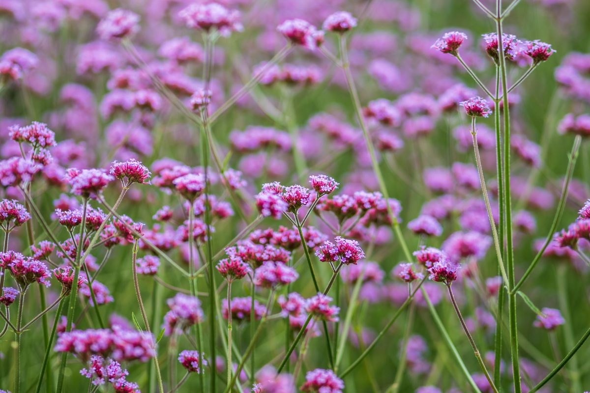 The 10 Best Plants for Attracting Bees and Butterflies to Your Garden ...