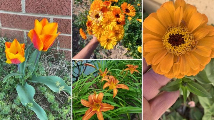 10 Vibrant Orange Flowers That Add Energy and Sunshine to Any Garden