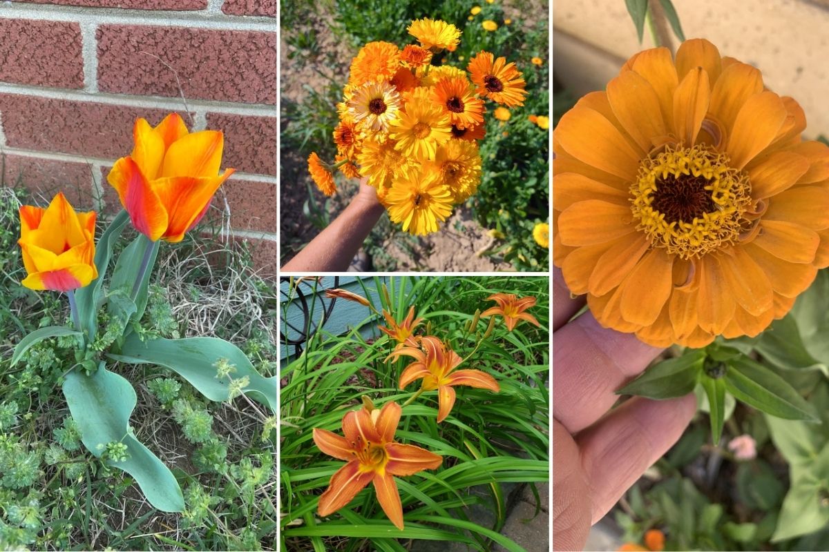 Vibrant Orange Flowers That Add Energy and Sunshine to Any Garden