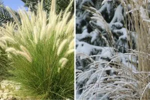 What to Do With Ornamental Grasses in Fall To Cut or Let Nature Take Over