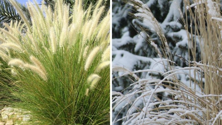 What to Do With Ornamental Grasses in Fall To Cut or Let Nature Take Over