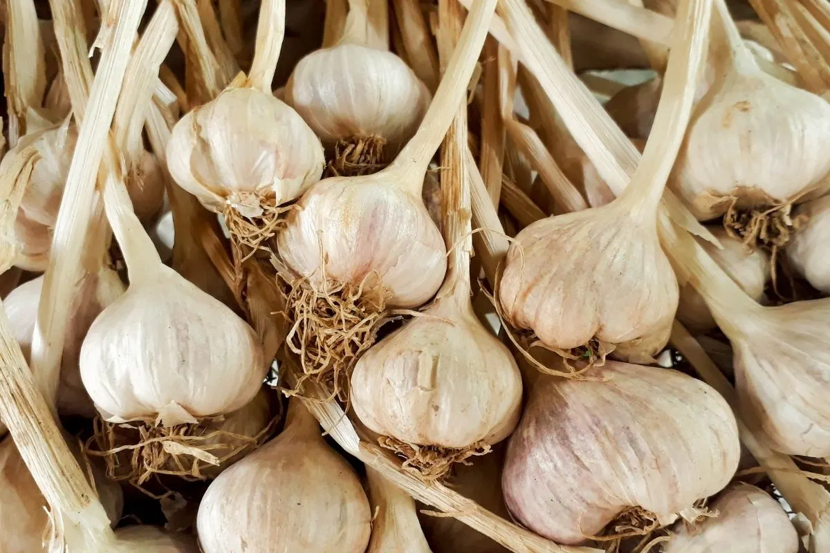 White Garlic