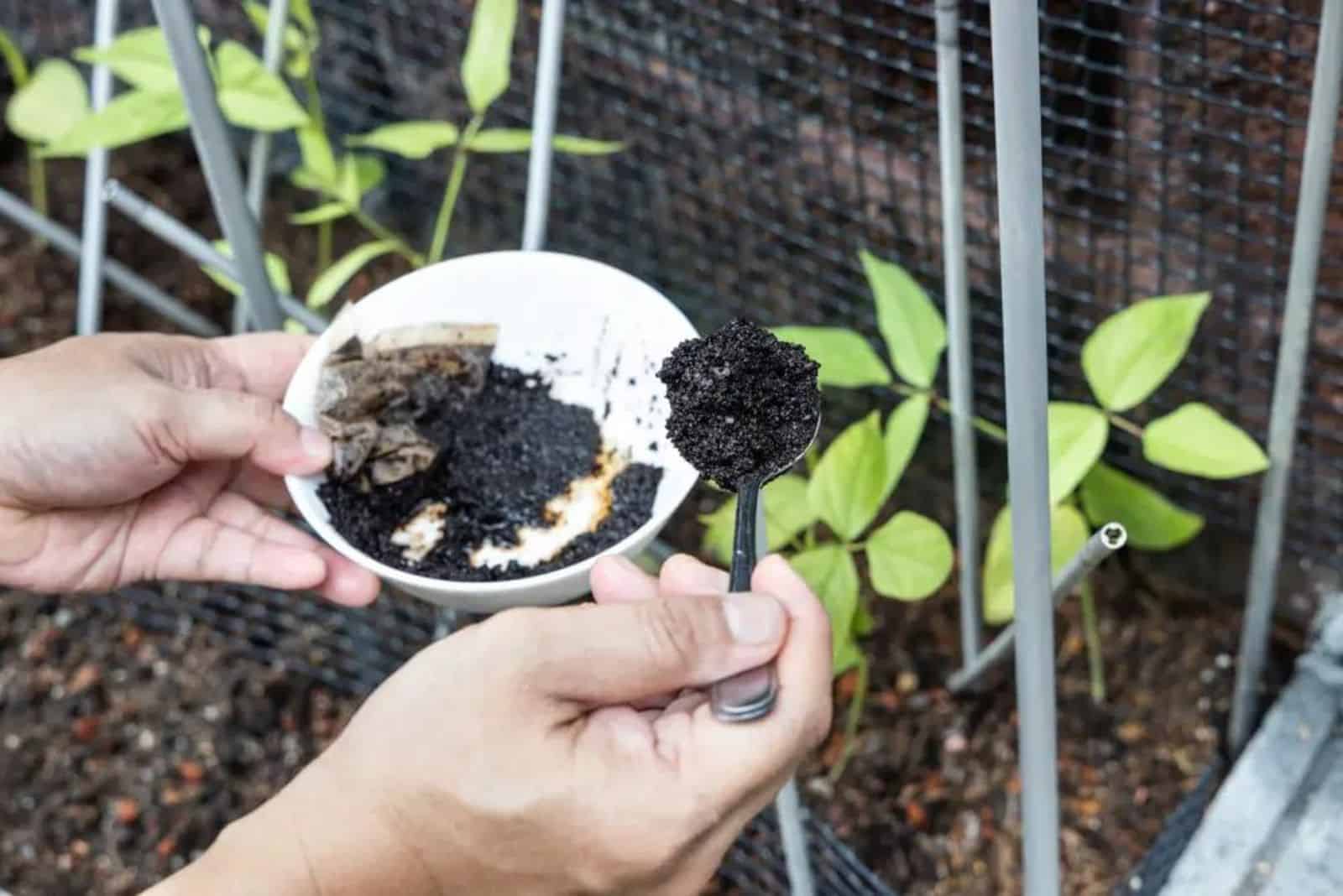 Why-And-How-To-Give-Coffee-Grounds-To-Your-Blueberry-Bushes