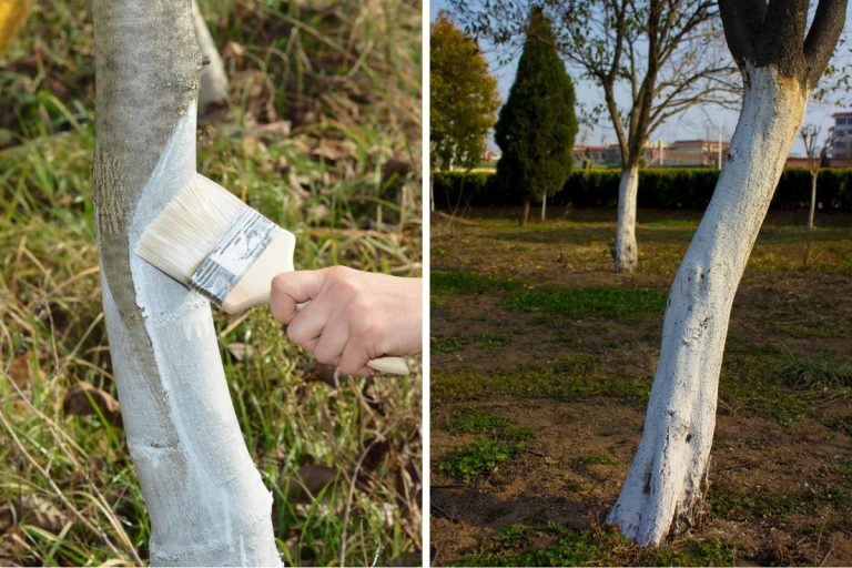 Why Are Trees Painted White?