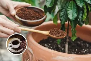 Why, When, and How to Use Coffee Grounds for Houseplants