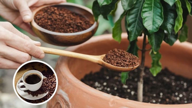 Why, When, and How to Use Coffee Grounds for Houseplants