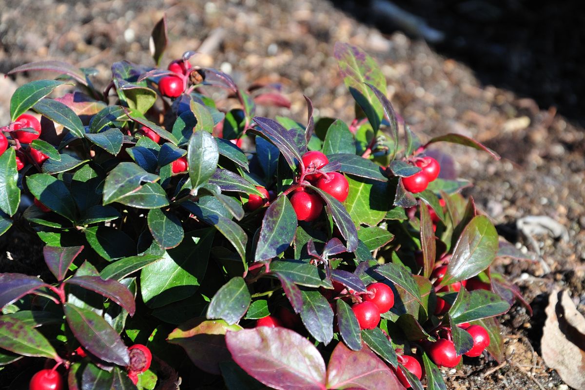 Wintergreen close up