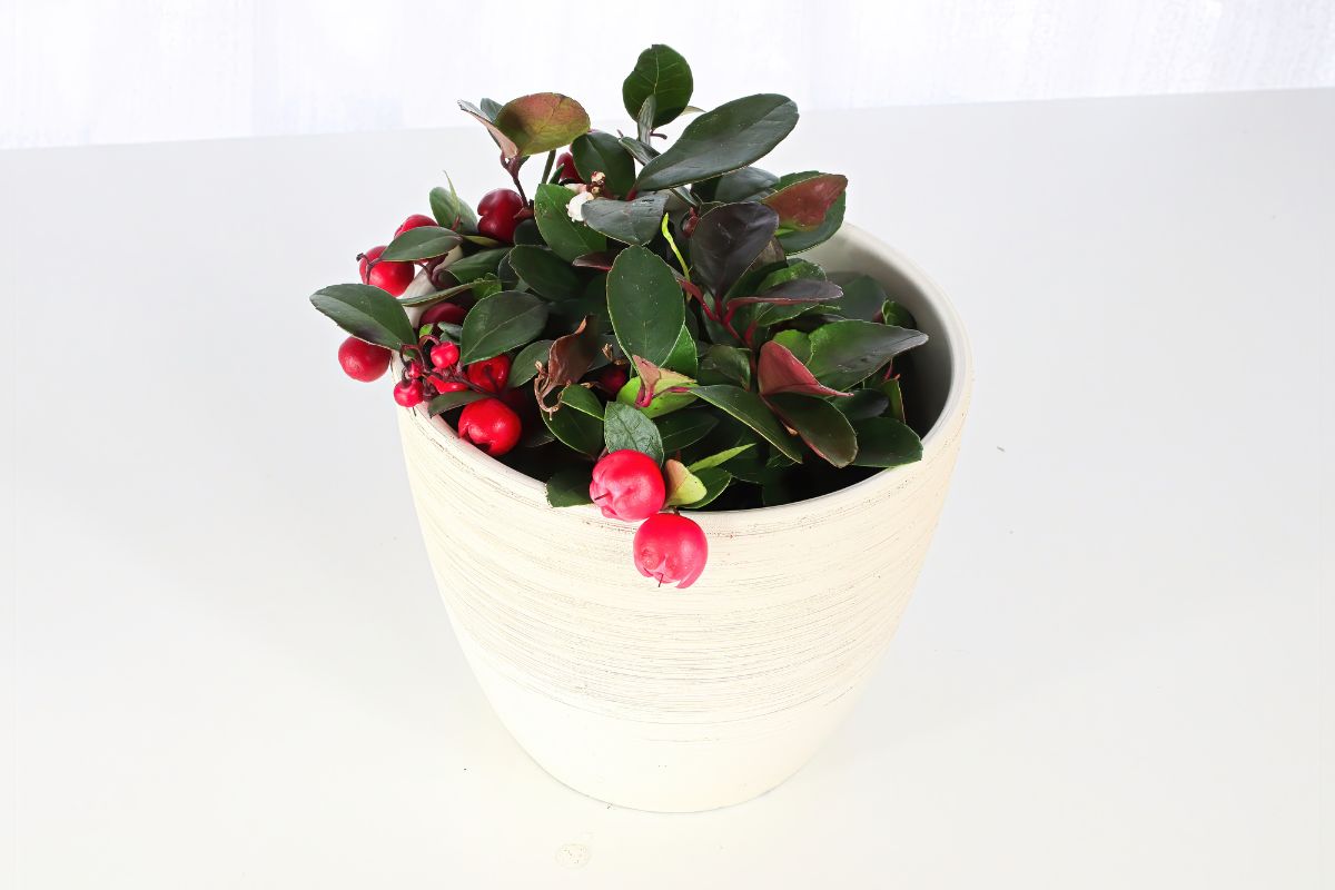 Wintergreen small pot