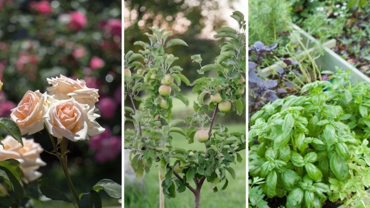 Winterize These 8 Plants Now or Risk Losing Them to Frost