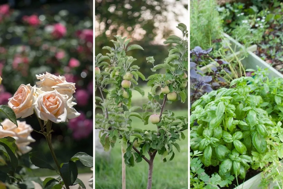 Winterize These 8 Plants Now or Risk Losing Them to Frost