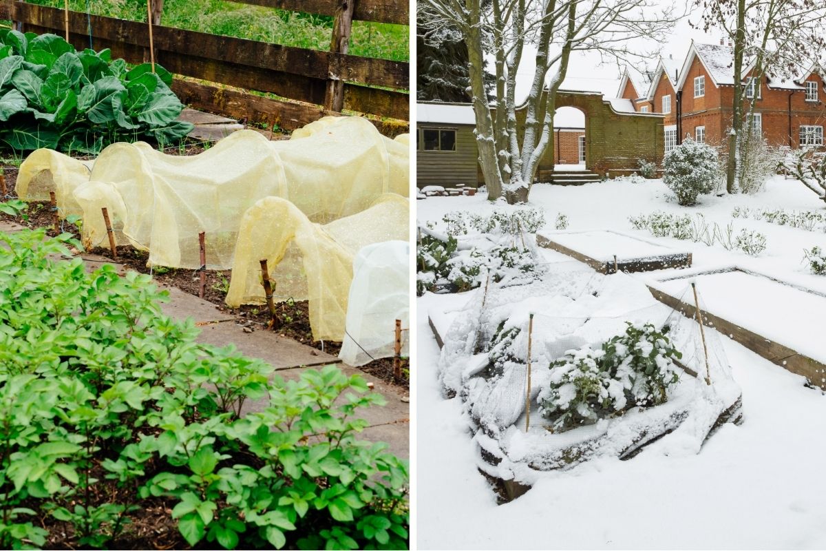 Winterize Your Vegetable Garden