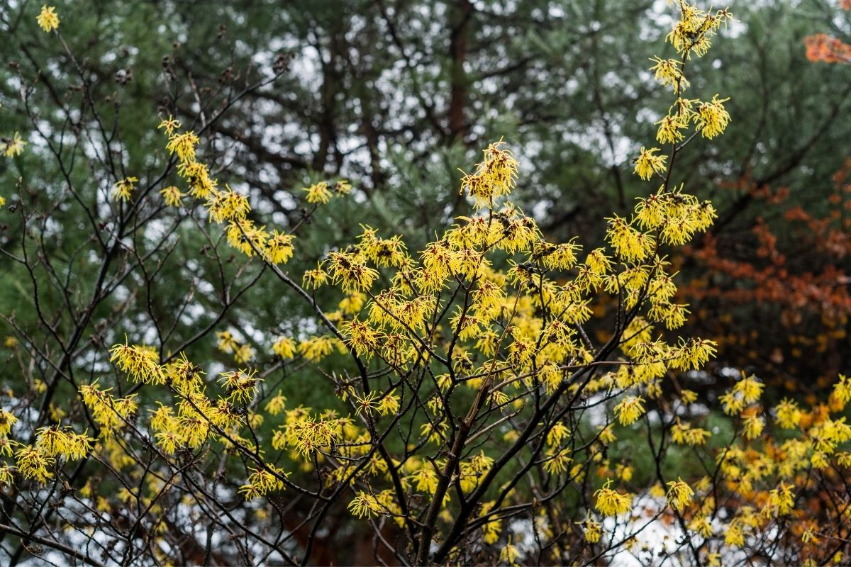 Witch Hazel flowers