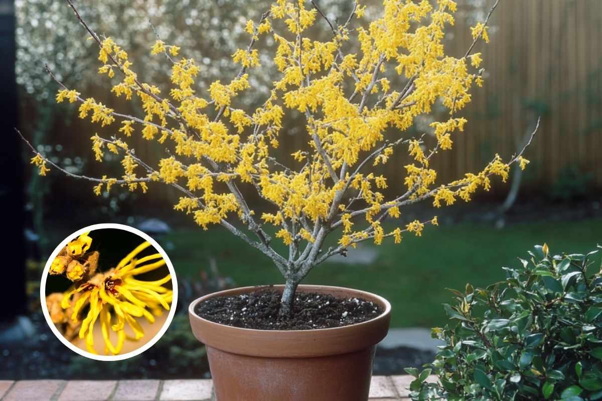 Witch Hazel pot