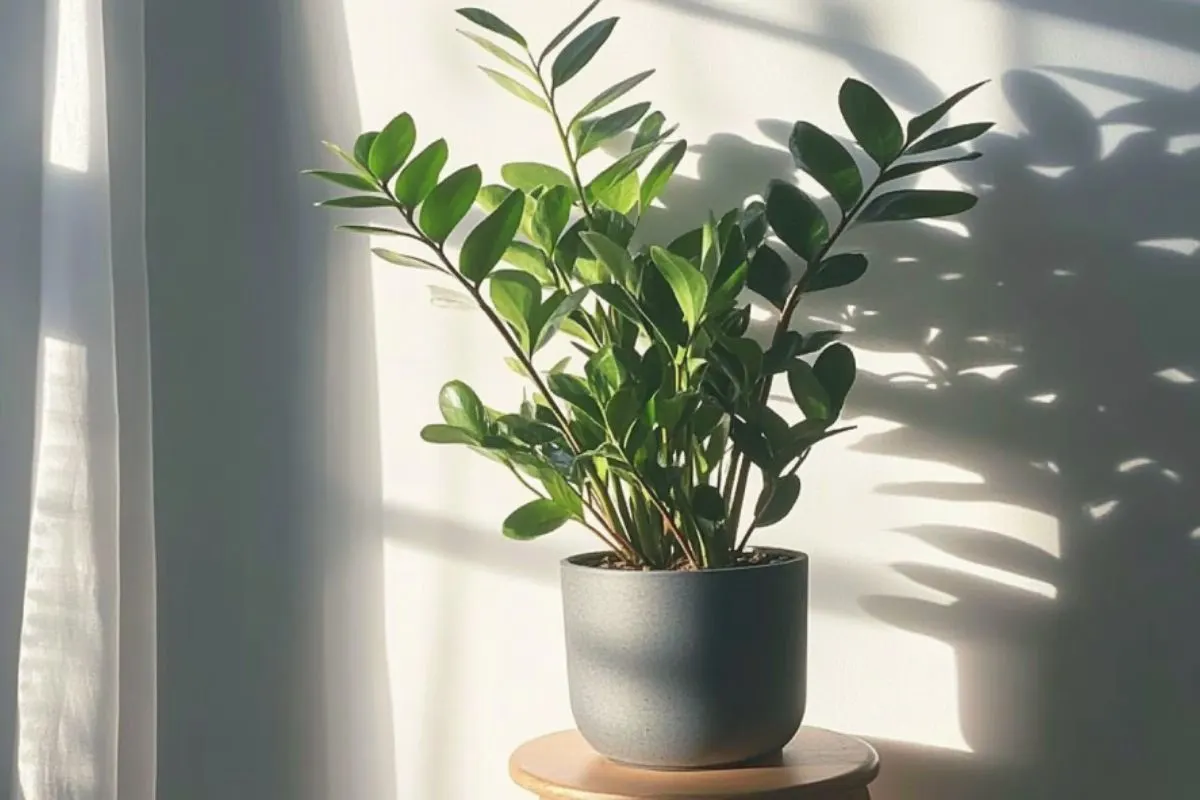 ZZ plant in a gray pot