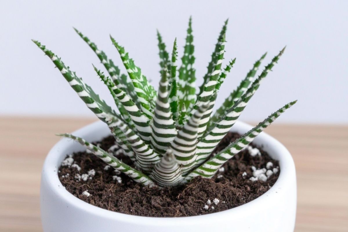 Zebra Plant