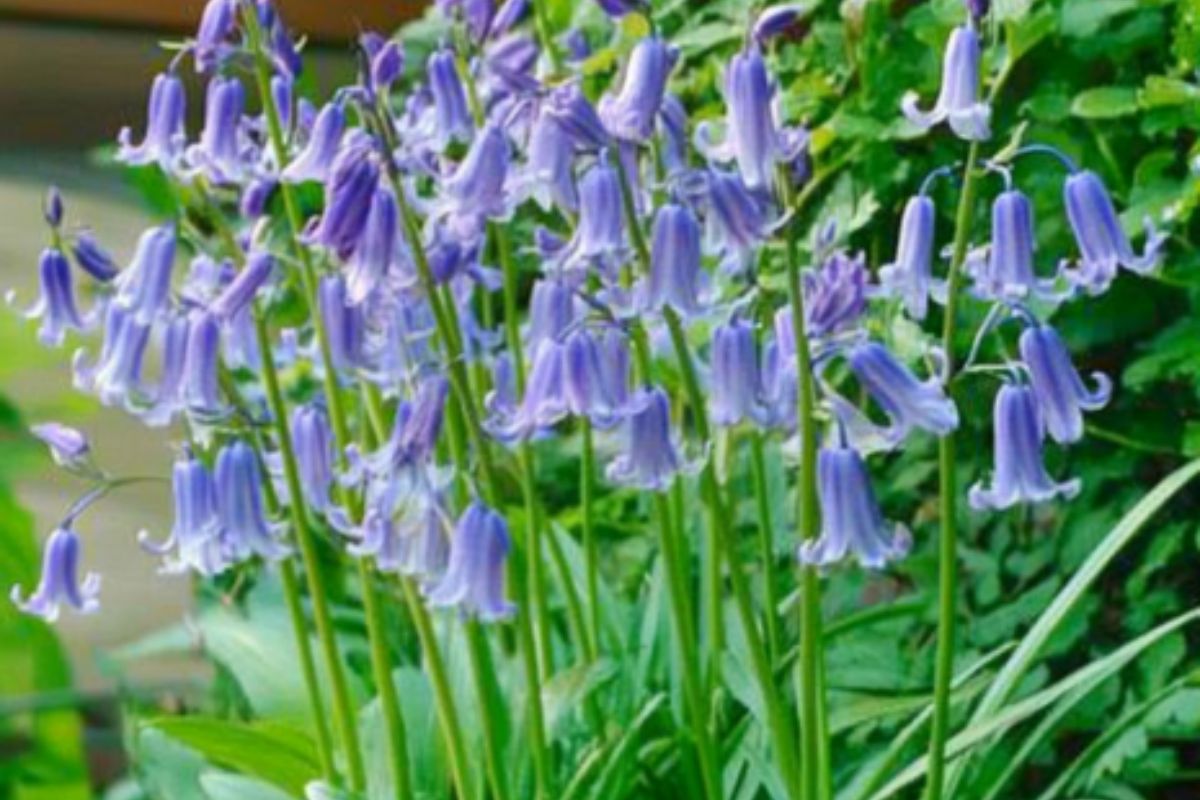 a cluster of Spanish bluebells