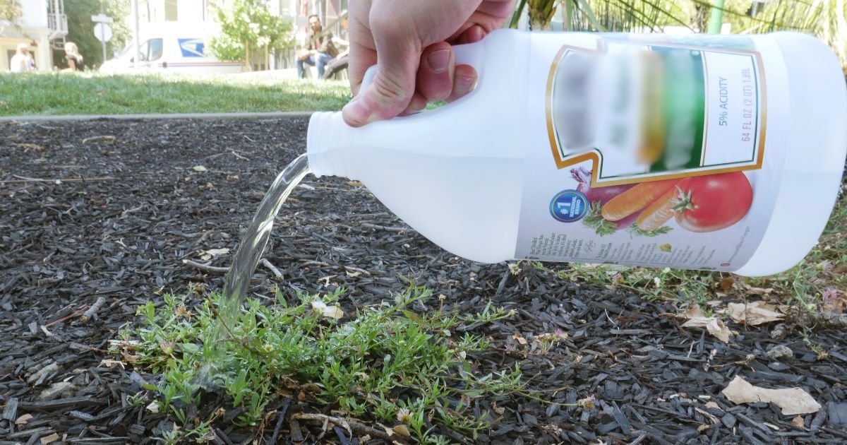 amazing-ways-vinegar-to-use-in-the-garden