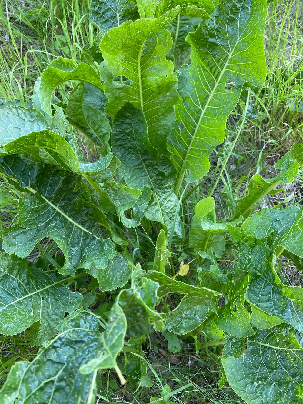 Any uses for wild horseradish? Could smell it before I saw it (really  pungent) : r/foraging