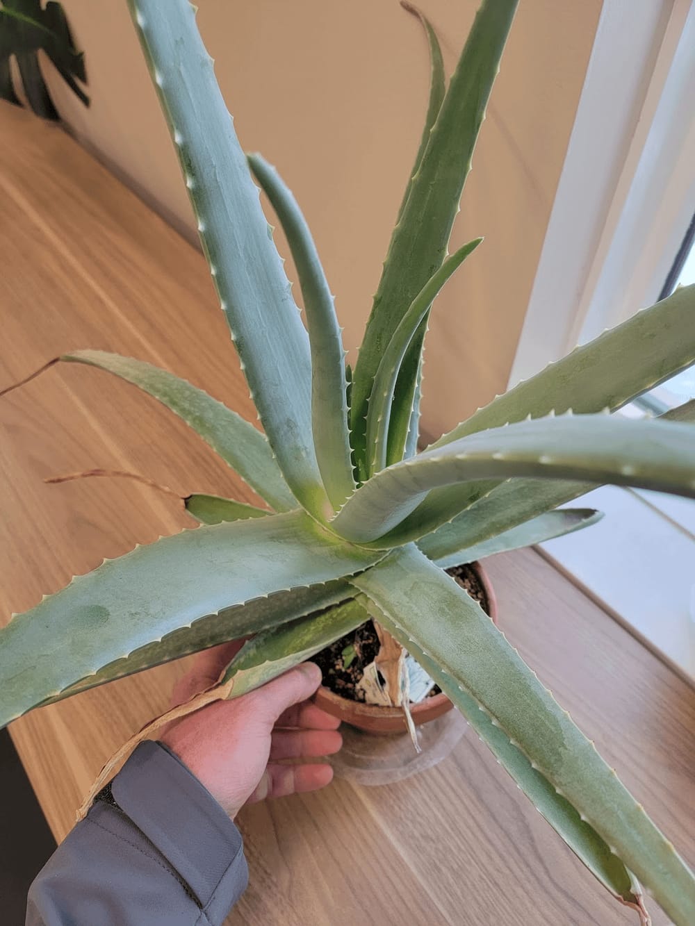 Are there different cultivars of Aloe vera? Every other A. vera I've had  was more tender, white-speckled, and produced pups profusely. This gray  specimen waited until it was enormous before making its